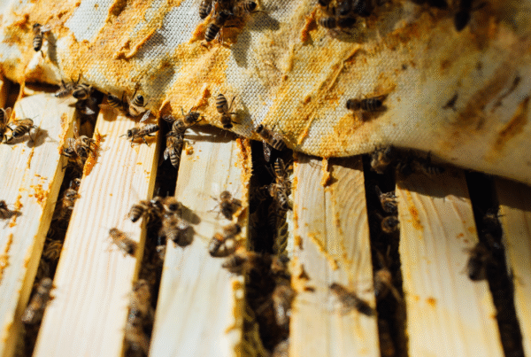 bee-removal-san-diego-ca