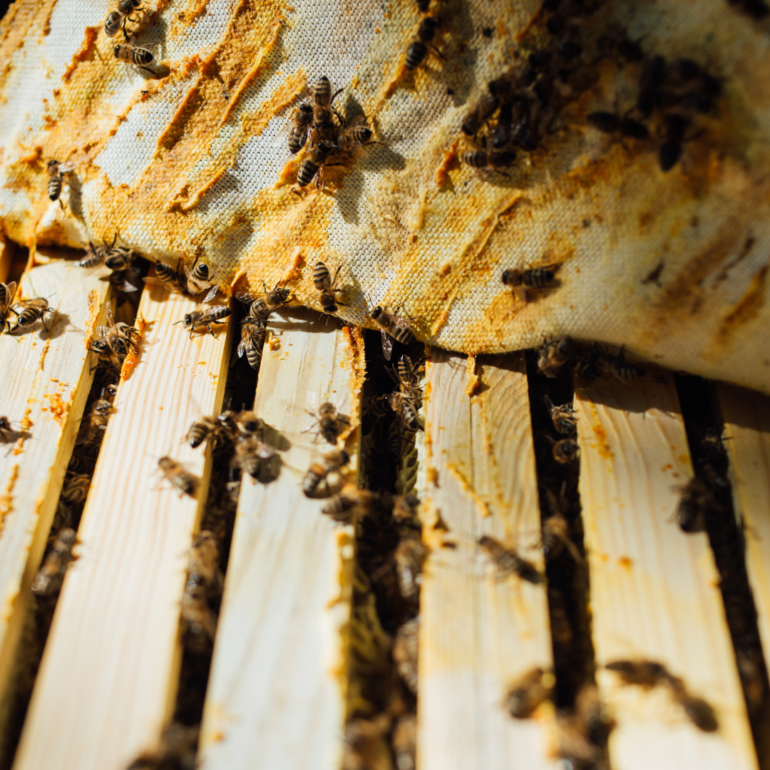 🐝 Bee Removal vs. Extermination: What’s the Eco-Friendly Choice?
